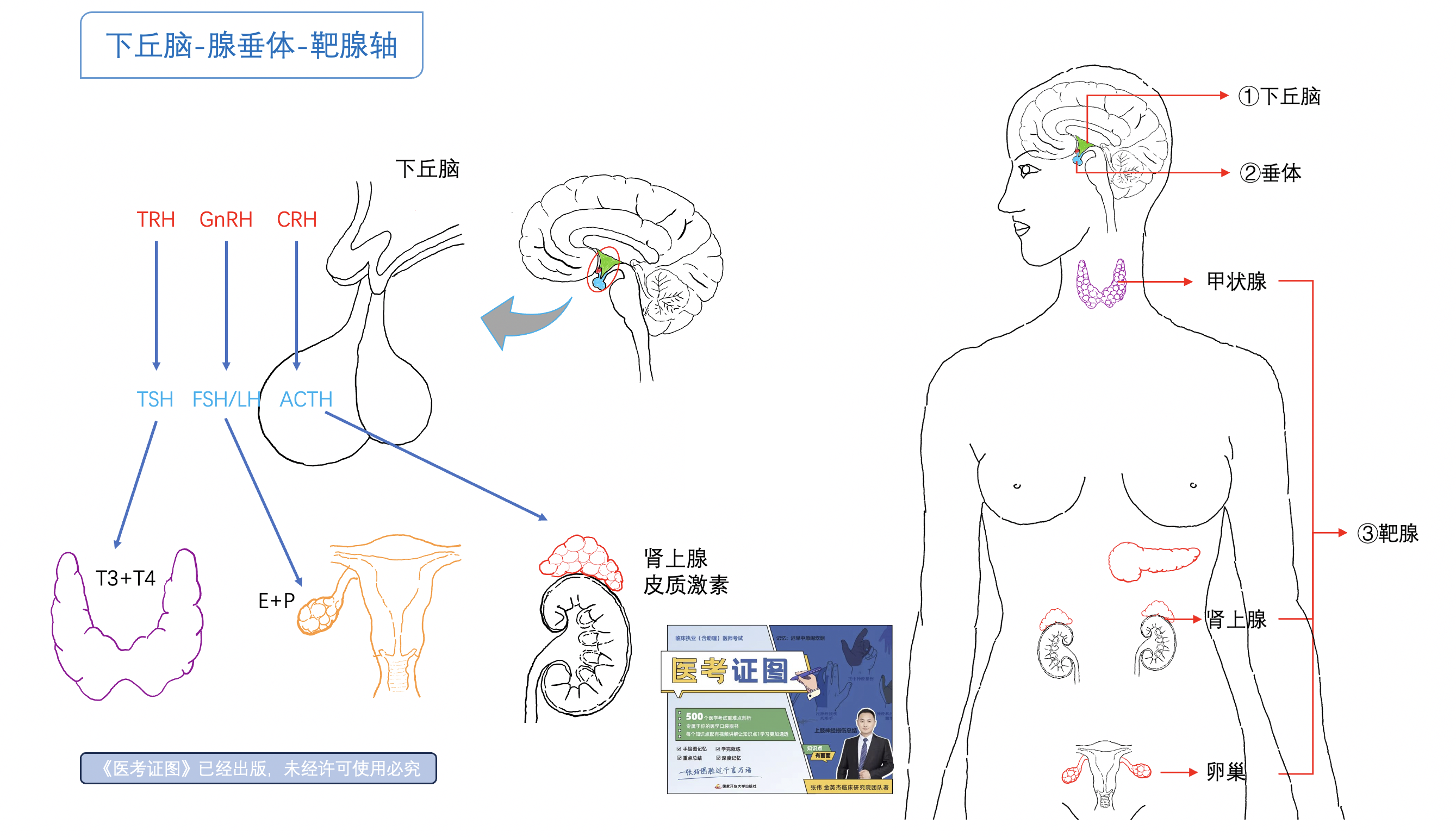 下丘脑靶腺轴.png